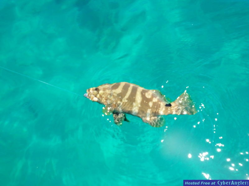 Nassau_grouper