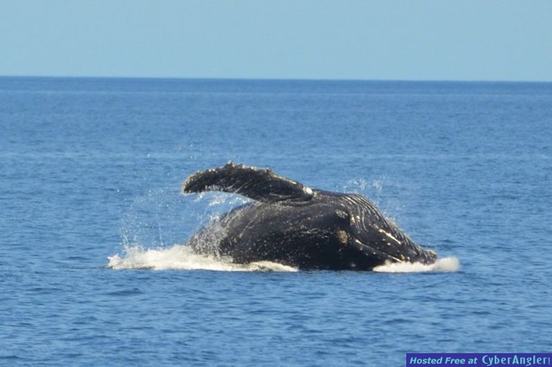 Click to Enlarge Photo