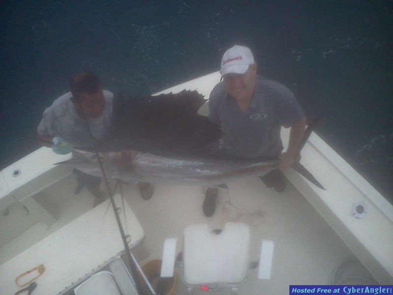 Sailfish in the Ft Lauderdale fishing area