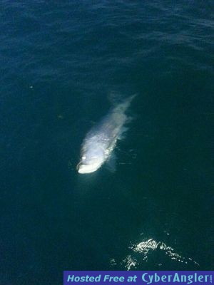 Click to Enlarge Photo