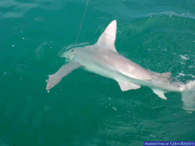 ClintConneally-7-5ft-sandbar-shark