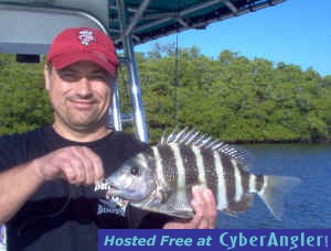 JohnNimmer-15in-bay-sheep