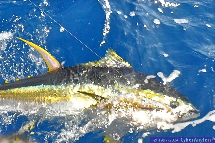 Stuart, FL - Offshore Fishing