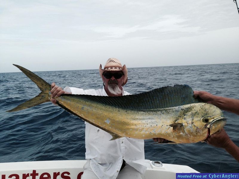 dolphin fish