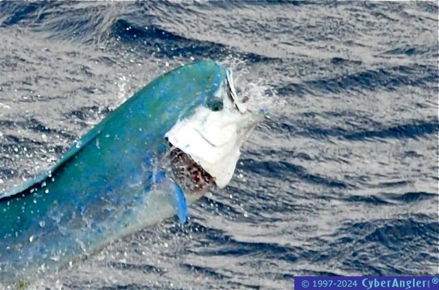Stuart, FL - Offshore Fishing