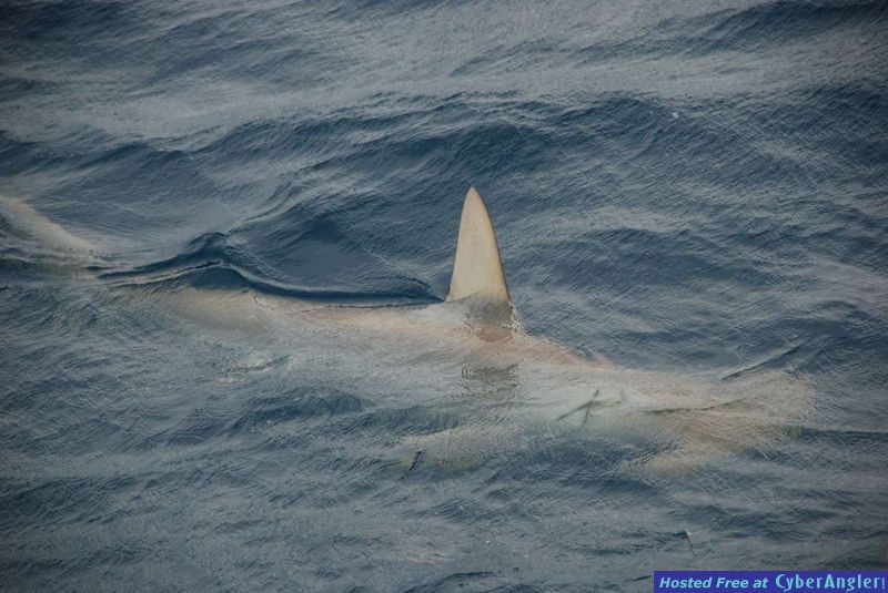 Big Game Hammerhead on surface
