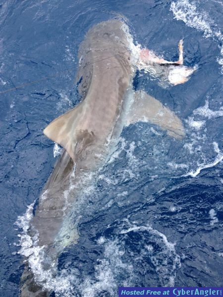 Shark_Peter_2_
