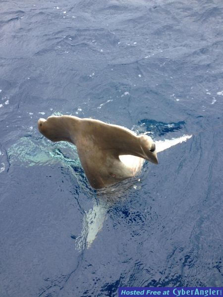 shark_Hanner_2_