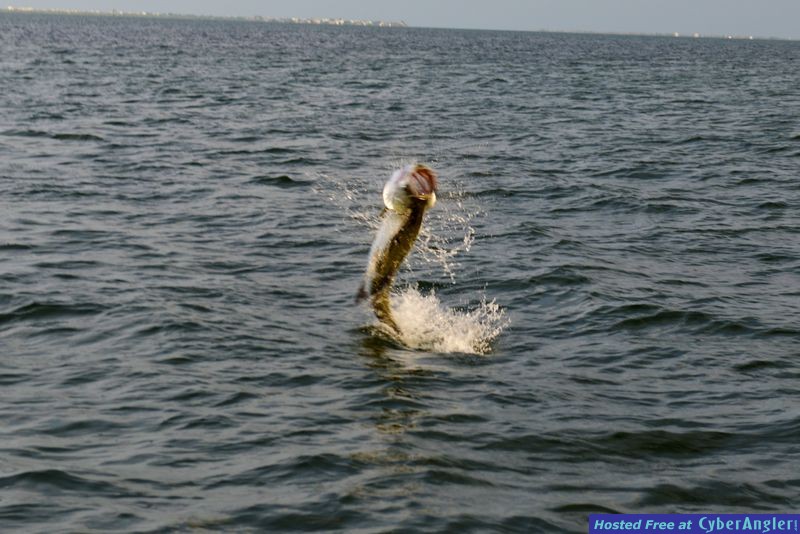 Tarpon season is here!