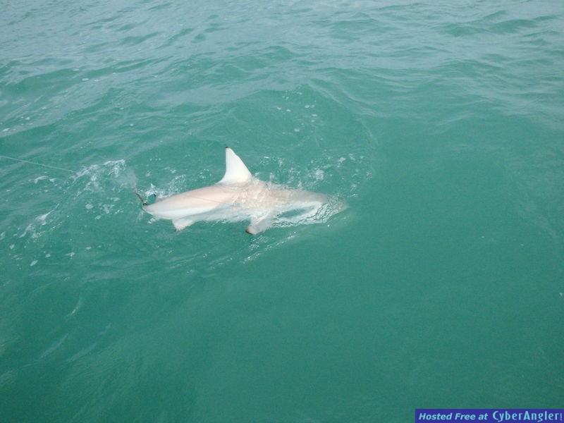 Rachels_shark