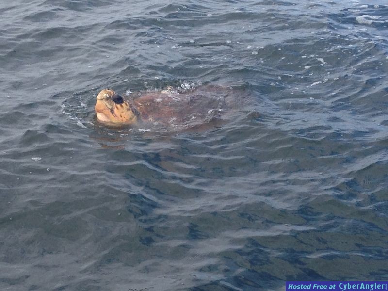 Sea Turtle