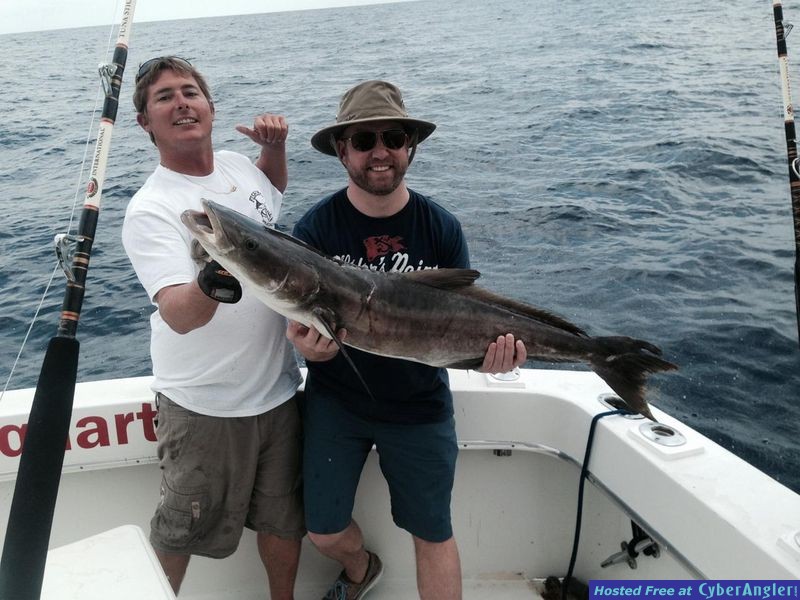 Cobia