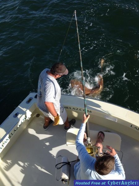 Big_Sharks_Make_Fishing_Tough_And_Fun