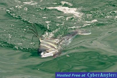 Click to Enlarge Photo