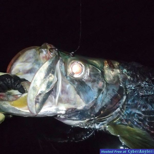 tarpon_release_1