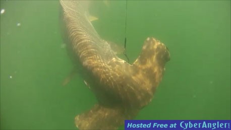 Jacksonville fishing