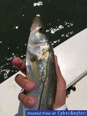 Click to Enlarge Photo