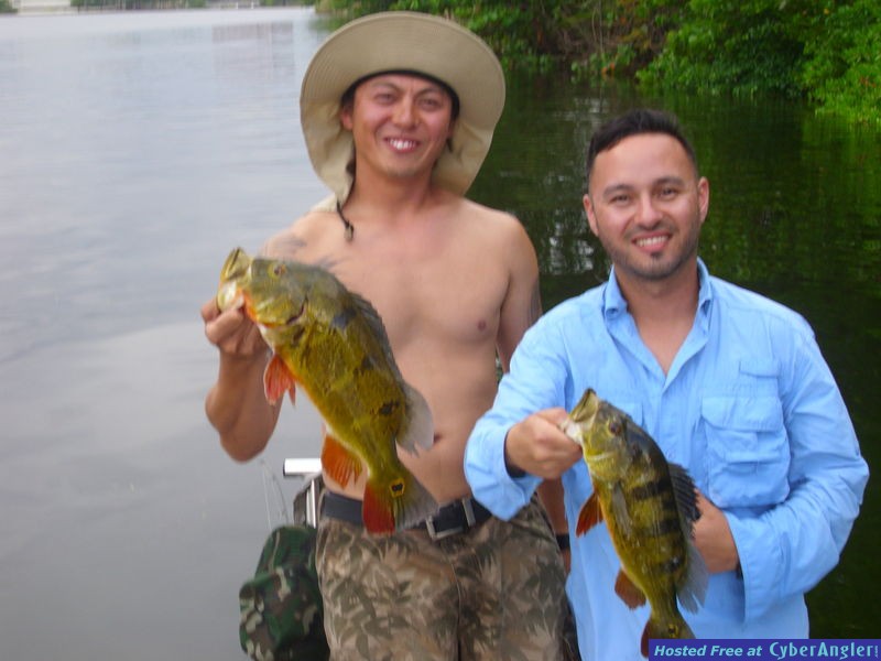 Miami Peacock bass