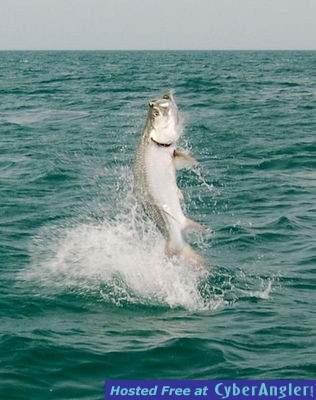 Tarpon_jump_Photo_Capt_Rob_Modys