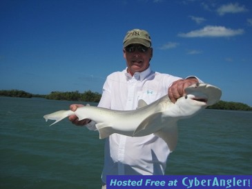 40-inch bonnethead shark