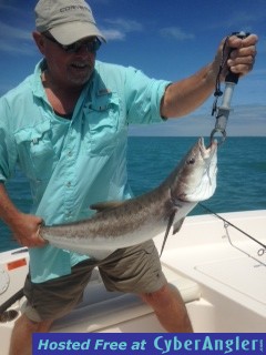 rockycobia