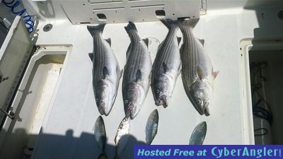 stripers on live bunker