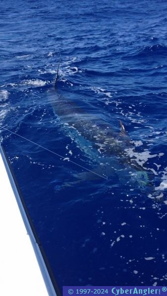 600_marlin_best_pic