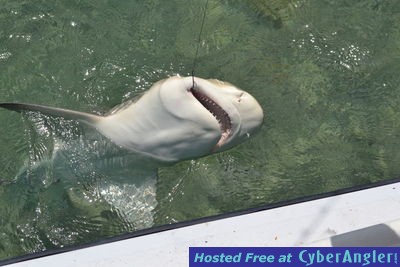 Nice Lemon Shark that bit my boat