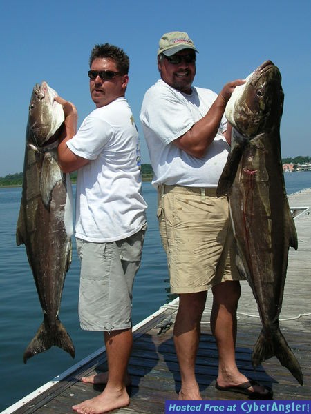 Cobia's
