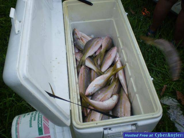 Cooler full of Tails