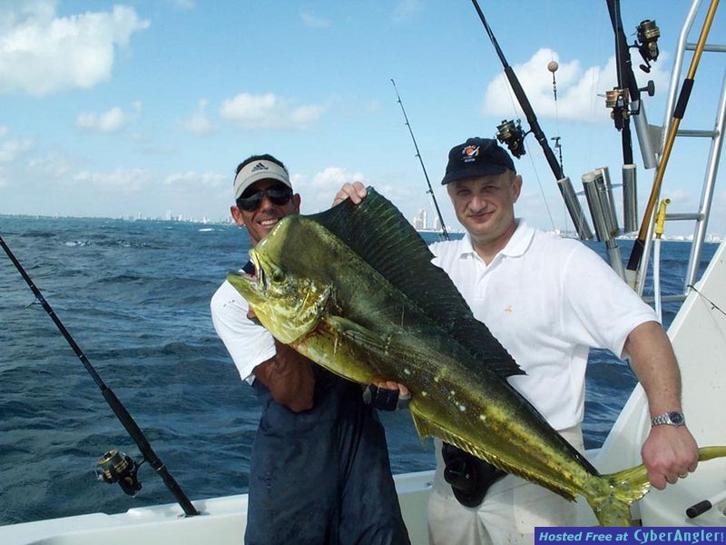 Bruce_Berman_Big_Dolphin