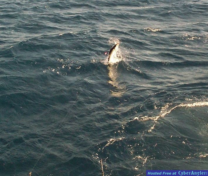 Jacks_sailfish_jumping