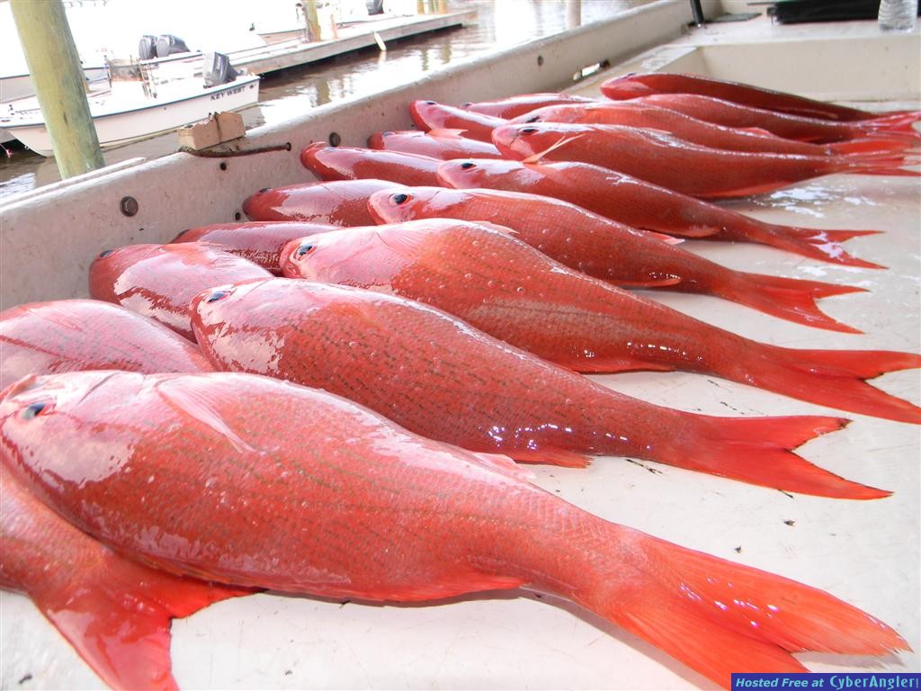 Vermilion Snapper
