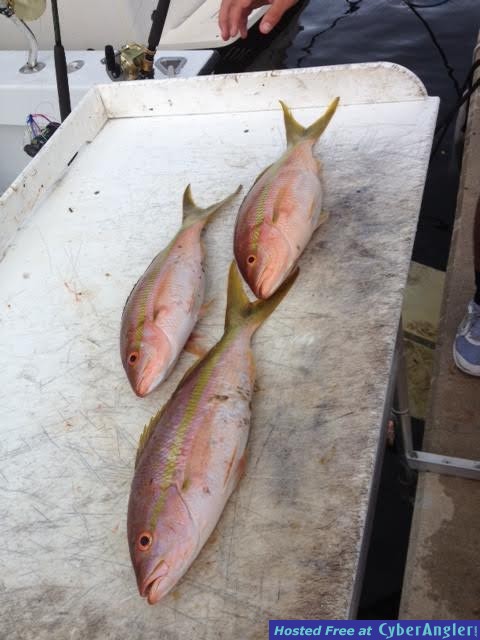 YELLOWTAILS