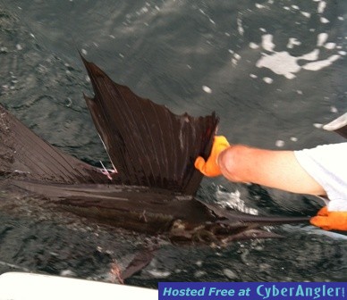 First Sailfish