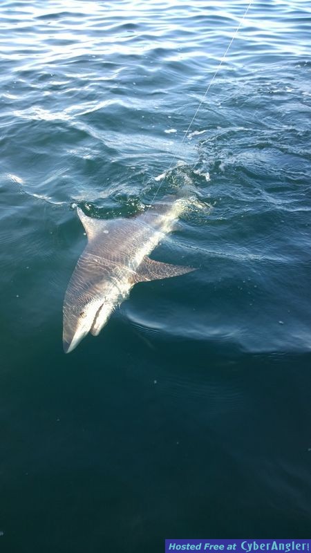 Click to Enlarge Photo