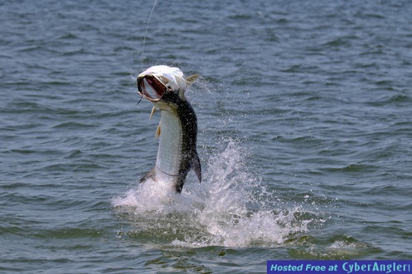 Sarasota Fly Fishing
