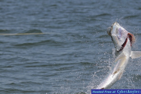 Anna Maria Island Fly Fishing