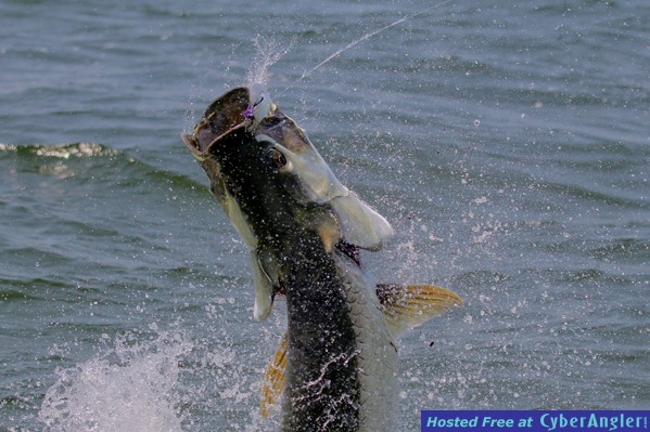 Fly Fishing Tarpon