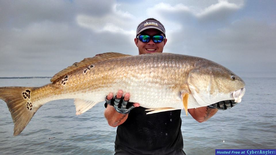 Bull Redfish