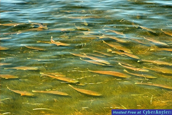 Redfish_School_1_Highlight