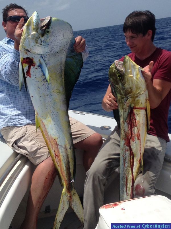 Double header slammer dolphin, Mahi Mahi