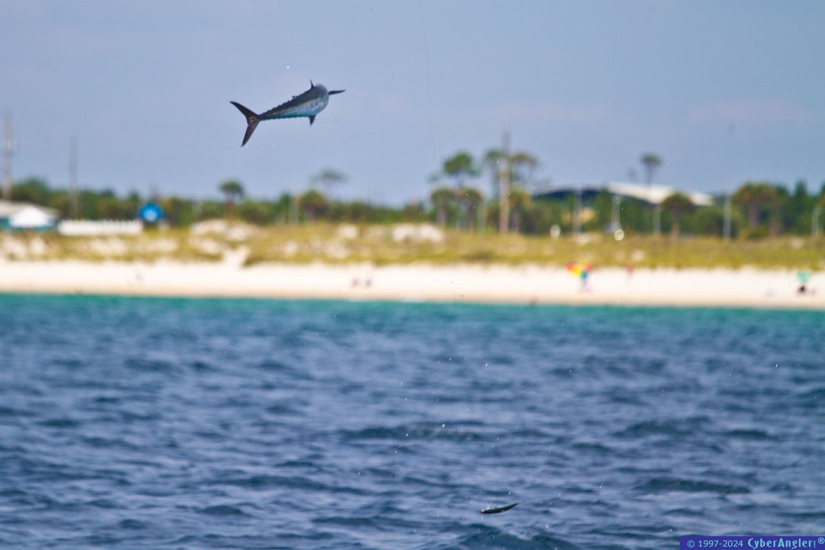fishing_guides_panama_city_8518