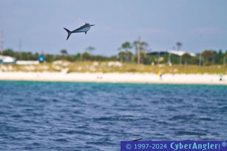 fishing_guides_panama_city_8518