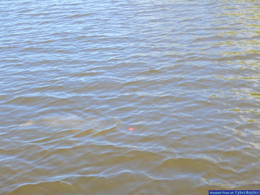 ChArlie_n_tarpon_3