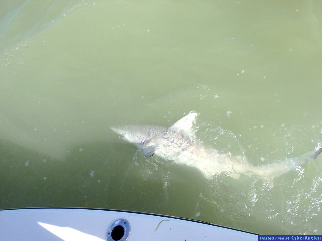 Shark13