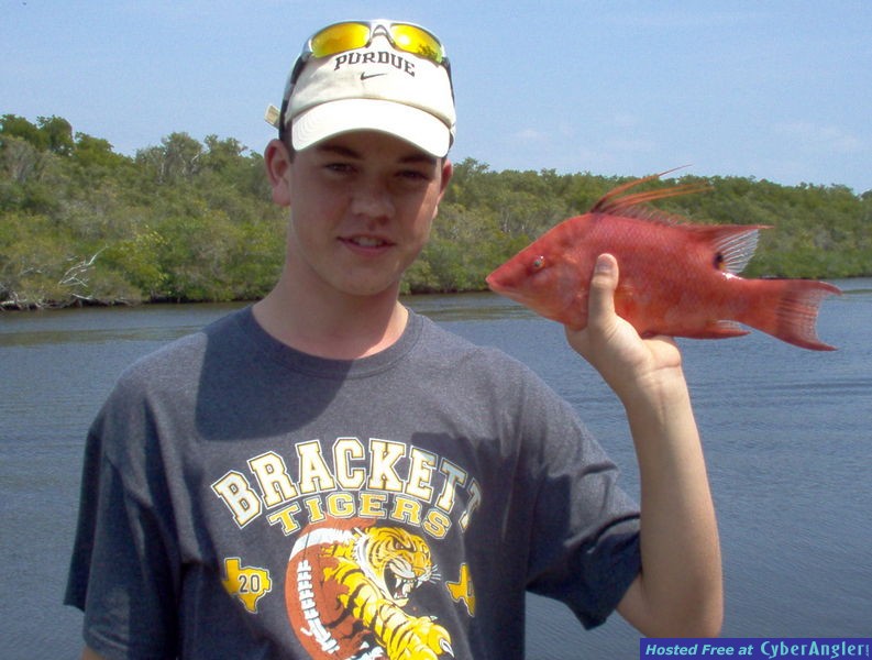 hogfish-Bonita Beach