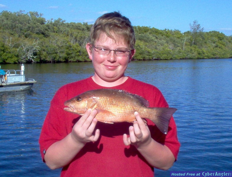 mangrove snapper