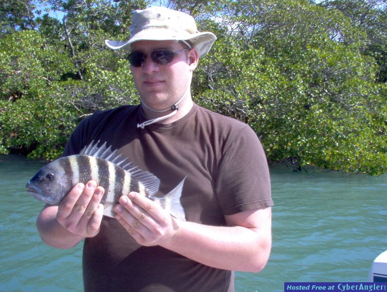 bayside sheepshead