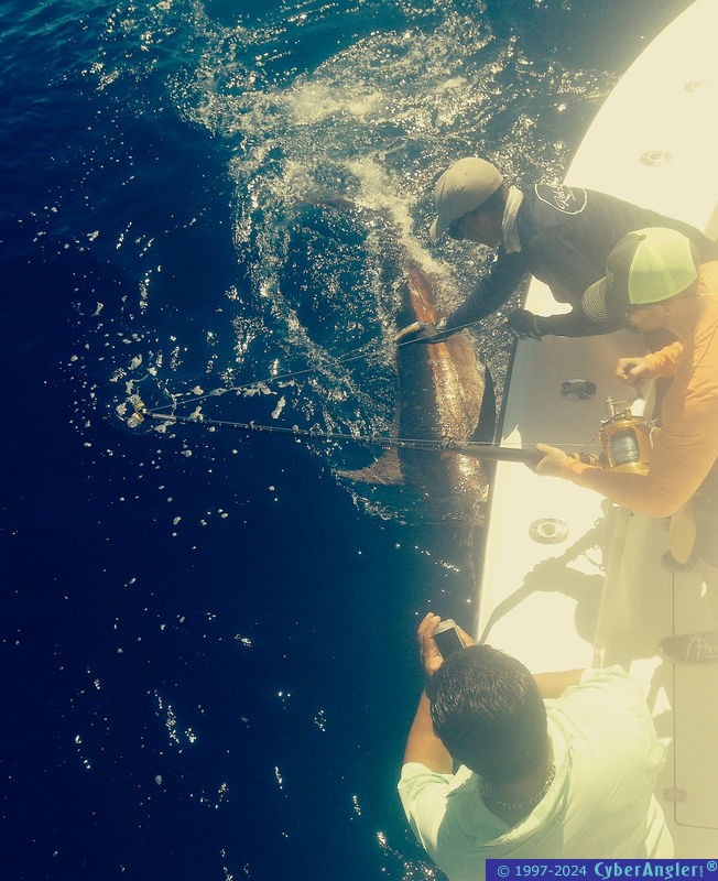 375 lb. Blue Marlin in Miami